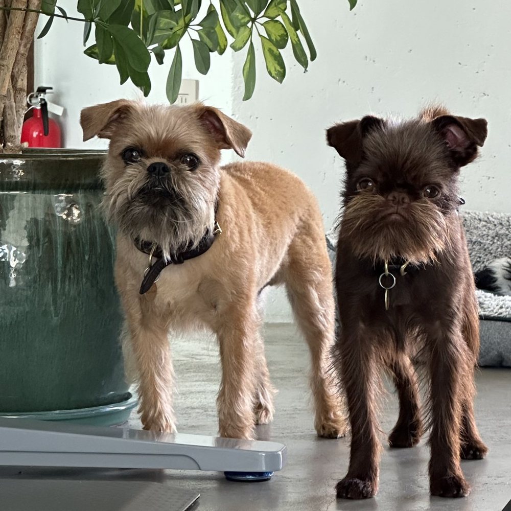 Gunther and Nikolas Savensky, two Brussels Griffons, in Marina del Rey, California
