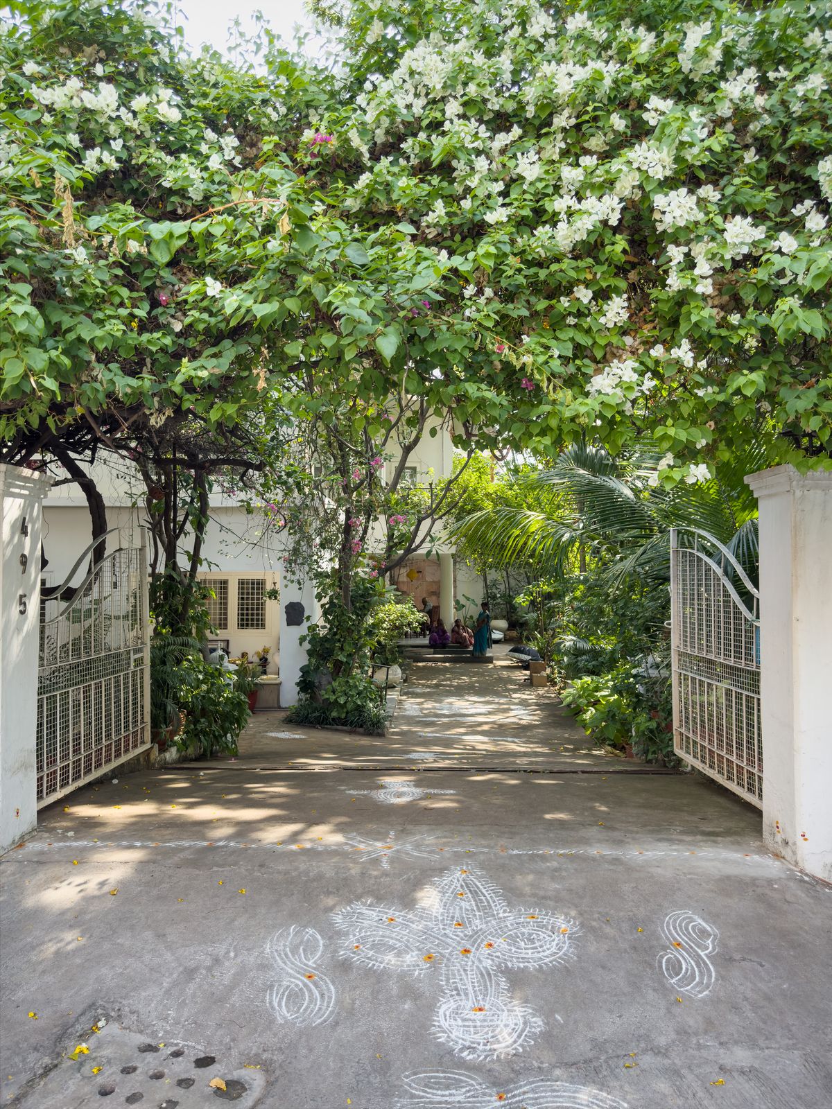 A flowering tree shades the gated courtyard of a home in India, a chalk kolam drawn on the ground