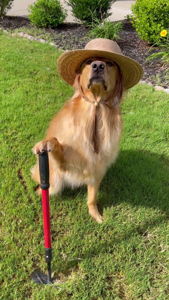 A golden retriever in a straw hat, being a good neighbor, for Ring